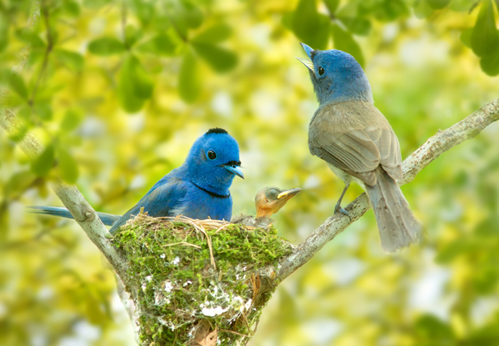 A Importância da Nidificação para as Aves e Como Ajudá-las Durante Esse ...