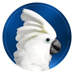 Cacatua Alta Energia